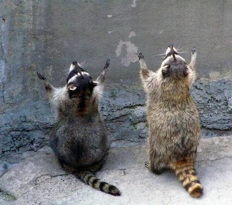 タヌキが天を仰ぐなんらかの儀式の様子