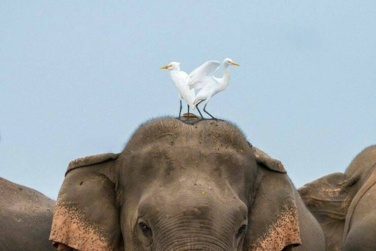 【画像】巣作りに最適な「窪み」を見つけたサギのカップル