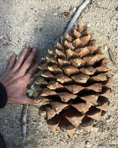 デカすぎる「松ぼっくり」が発見される！！