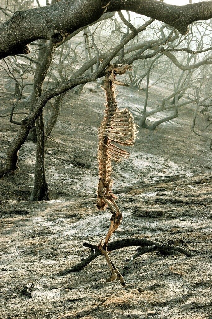 【画像】山火事が起きた時に木に角が引っ掛かって動けなくなった鹿さんの画像