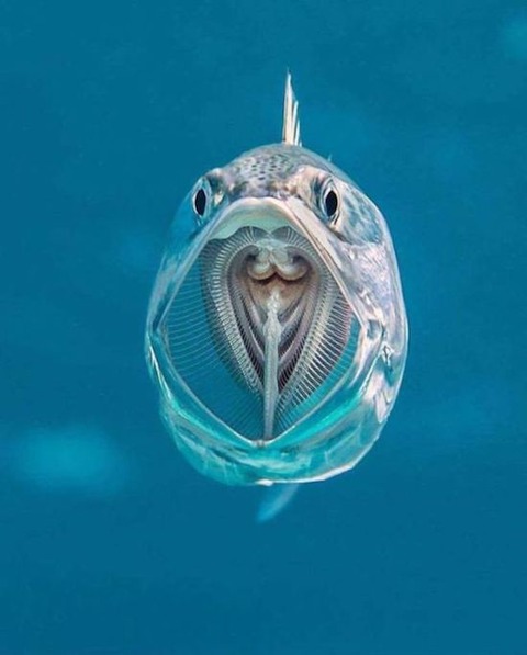 魚の口の中が良く見える構図 ネタ画像 Com 魚の口の中が良く見える構図 ネタ画像 Com