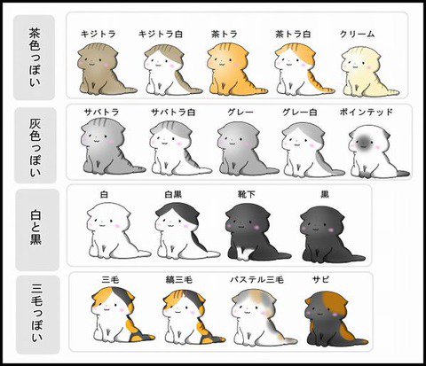 【画像】ネコの毛色の呼び名一覧