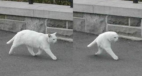 有名な「二本足のネコ」の元画像が見つかる！！