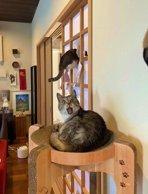 予定よりも早く飼い主が帰って来た時のネコの反応