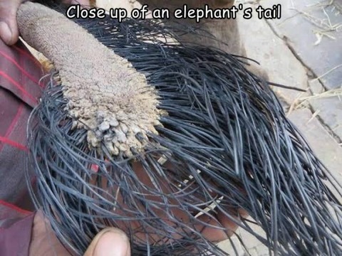 ゾウのしっぽの先端はこうなっている…。
