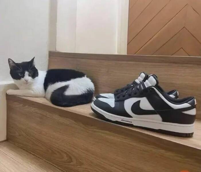 【画像】階段に居座る似た者同士ｗ！！