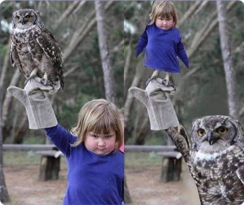 フクロウ少女の画像を逆にしてみた