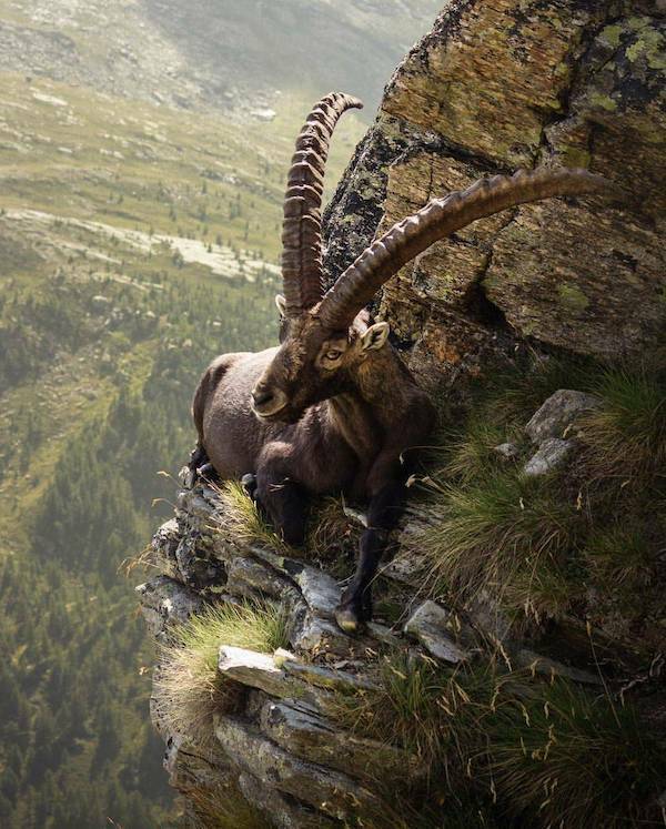 【画像】崖っぷちのアイベックスが凄いｗ！！