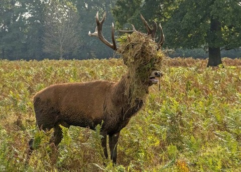 顔の前で草が絡まったシカ