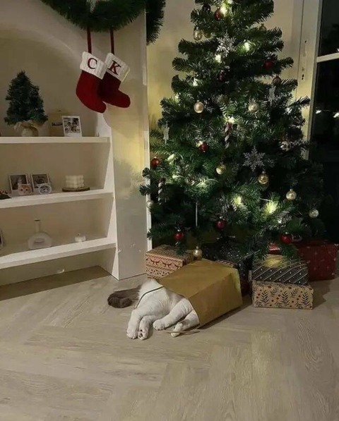 daily_picdump_4539_640_high_33