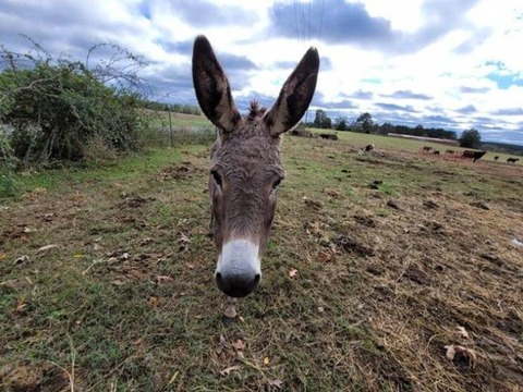 リアルなロバの置物みたいになった写真