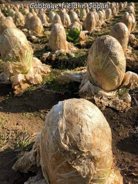 日本の白菜畑がヤバいｗｗｗ！！