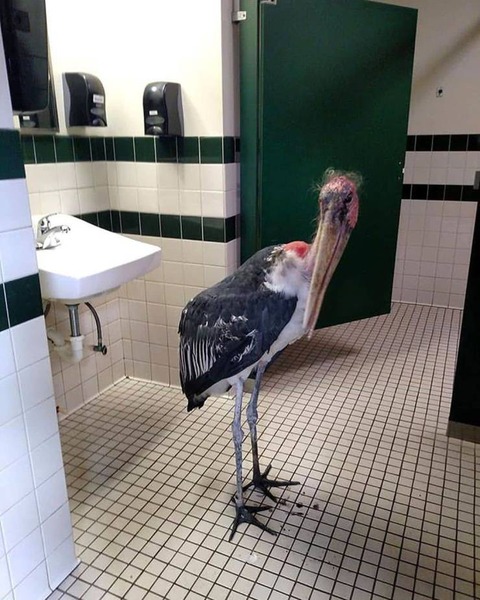 トイレにヘンなトリが居た場合。