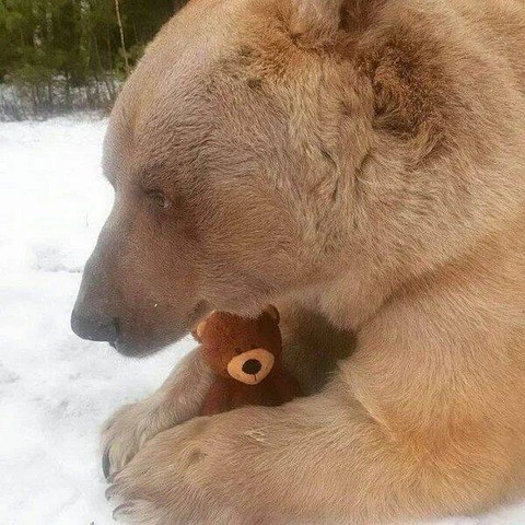 クマのぬいぐるみを抱く本物のクマ…。