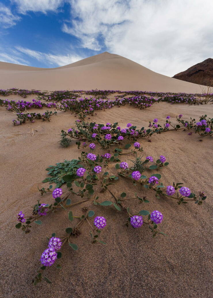 【画像】砂漠に這う様に咲く綺麗な紫色の花