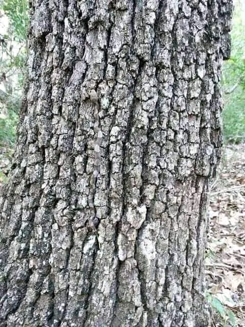 この画像のどこかに「ヘビ」がいます。