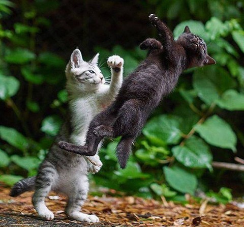 ネコが繰り出したパンチでふっ飛ばされる黒猫 ネタ画像 Com