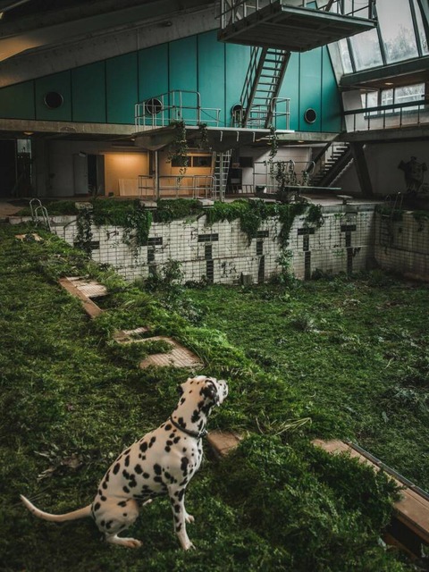 プールの廃墟にたたずむダルメシアン