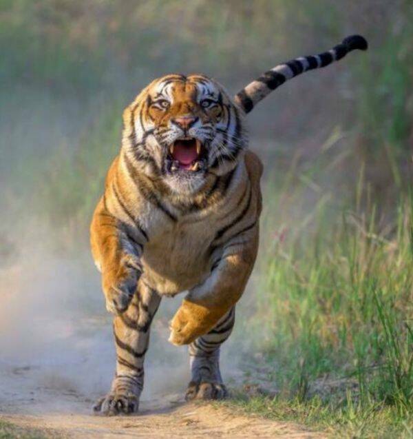 【画像】たぶん、トラに襲われた時の最後の画像。