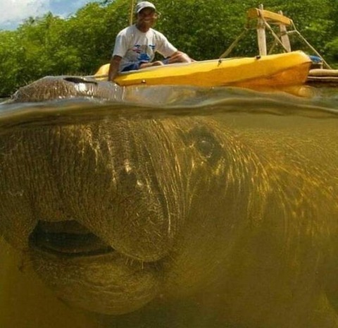 マナティに乗るカヌー