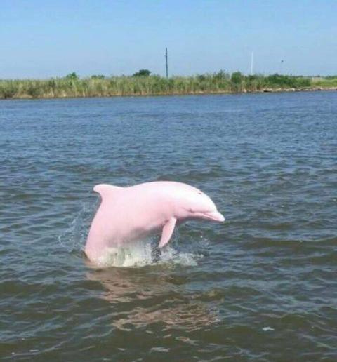 ピンクイルカのジャンプ！！
