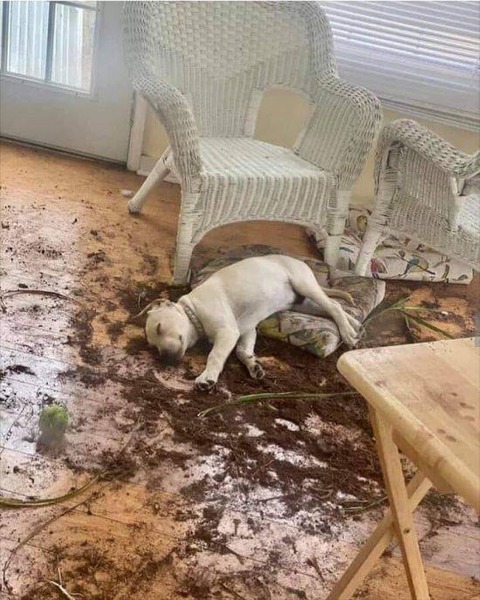 やるだけのことはやって満足して寝るイヌ