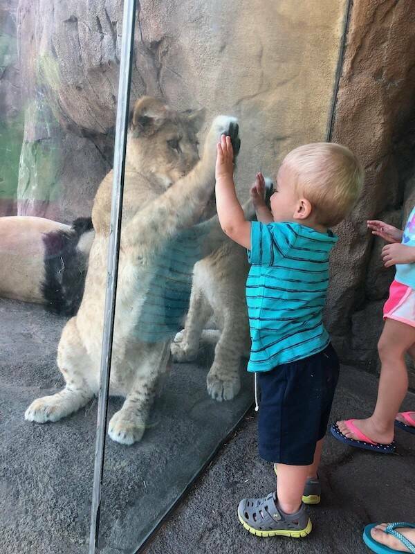 【画像】ライオンの子供と人間の子供の対峙ｗ！！