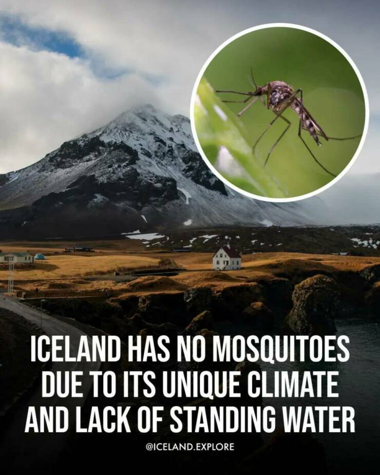 【画像】これ知ってた！？アイスランドには蚊が居ない！！