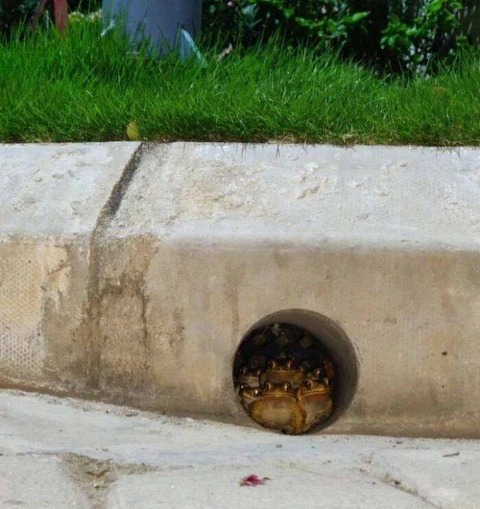 カエルがギッチギチに詰まった穴ｗ！！