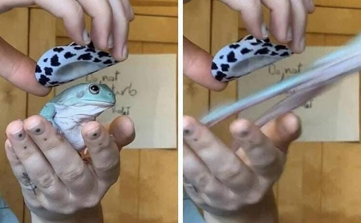 【画像】ただ帽子を被せようとしただけなのに…　危険を察知したカエル。