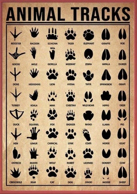 動物の足跡一覧表！！