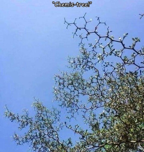分子構造のモデルみたいに成長する植物