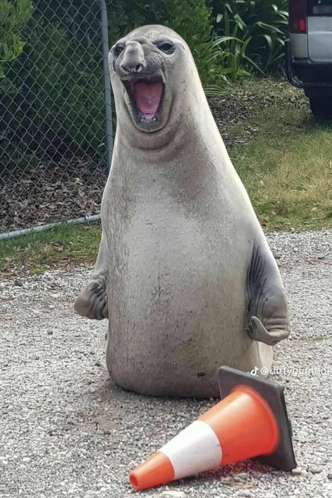 実写版のバーバパパみたいなトド。激怒。