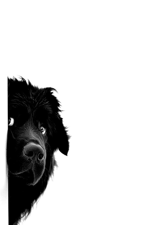黒い犬がコチラを見ている…