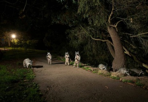 夜の公園でアライグマの小隊の正体を目撃