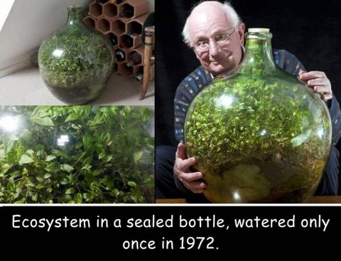 ビンの中で完全に生態系が完結しているテラリウム