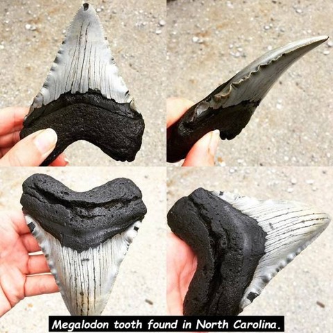 ノースカロライナ州で見つかったメガロドンの歯