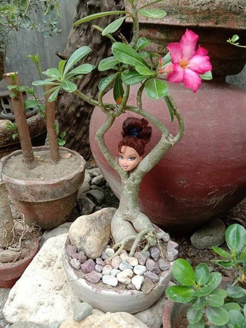 小さな鉢植えの木に変えられてしまった女性…。