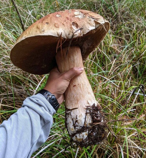 滅茶苦茶デカいキノコ…。