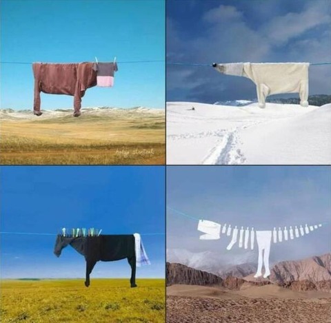 何らかの動物に見える洗濯物ｗ