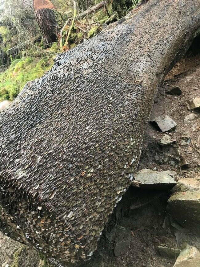 【画像】ビッシリとコインが埋め込まれた丸太