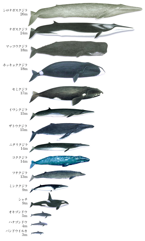 クジラ 大き さ 比較
