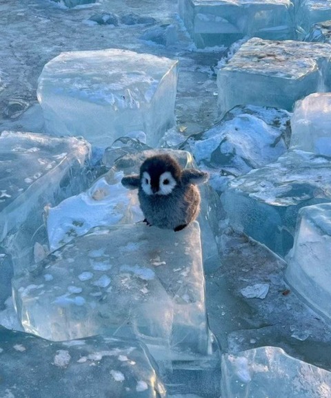 ペンギンのヒナが氷を渡ろうとしている画像…可愛い…