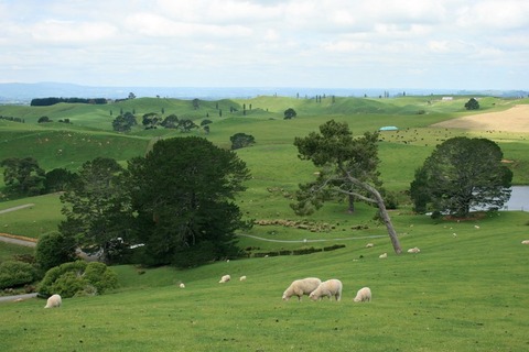 ニュージーランドの帆ビットの言え周辺に住む羊たち (1)