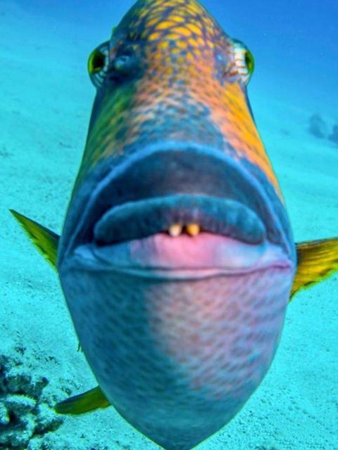 魚を正面から撮るとこうなる なかなかの迫力 ネタ画像 Com