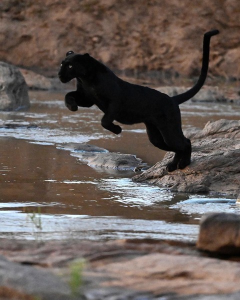 まさに「プーマ」のロゴの様にジャンプするクロヒョウ