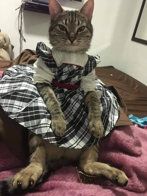 服を着たイヌとネコ (1)