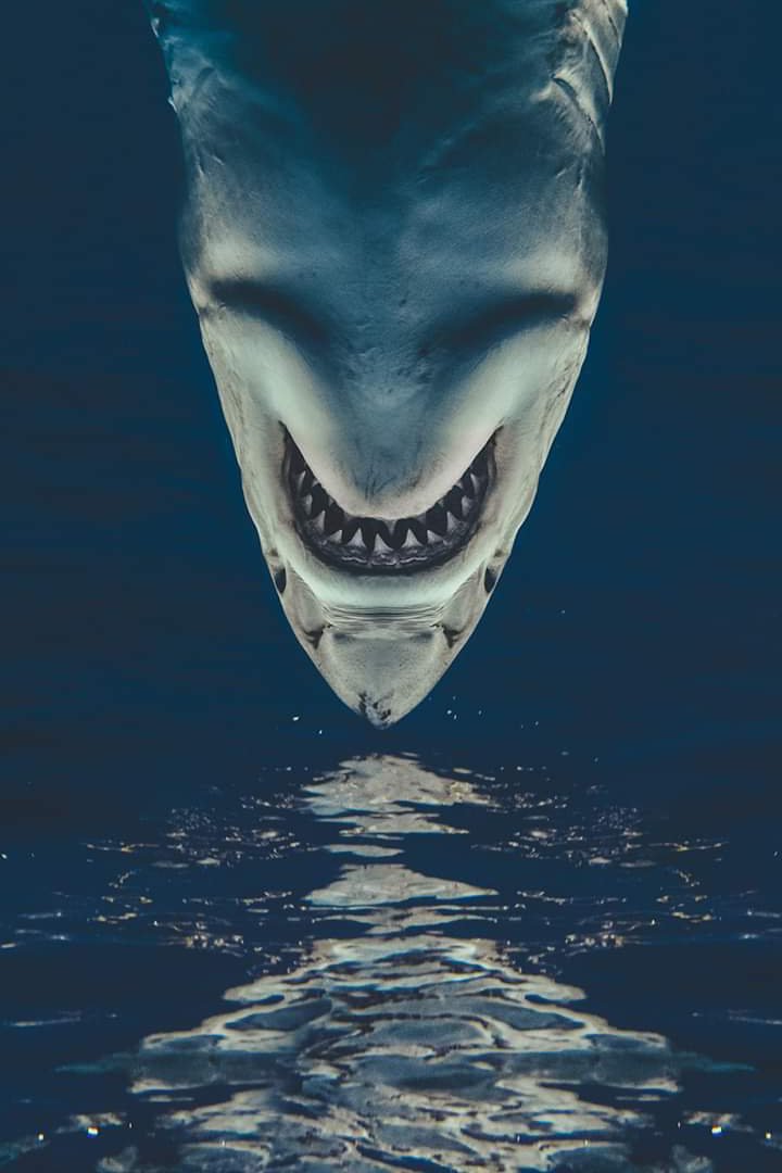 逆さのサメの画像が怖すぎるｗｗｗ ネタ画像 Com