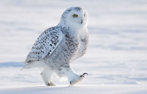 超低空飛行のフクロウと普通にてくてく歩くフクロウ (2)