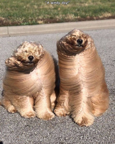 風の強い日の長毛種の犬 ネタ画像 Com